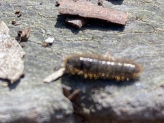Perga affinis