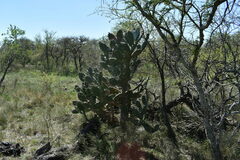Opuntia megapotamica