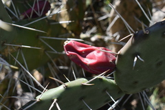 Opuntia megapotamica