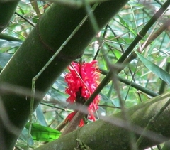 Pachystachys spicata
