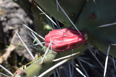 Opuntia megapotamica