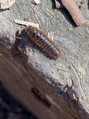 Perga affinis