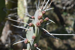 Opuntia megapotamica