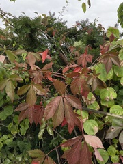 Parthenocissus quinquefolia