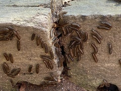 Perga affinis