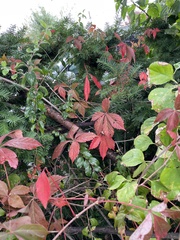 Parthenocissus quinquefolia