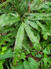 Lygodium volubile