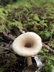Clitocybe
