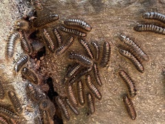 Perga affinis
