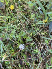 Stellaria flaccida