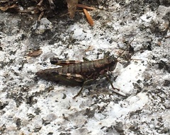 Booneacris glacialis