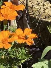 Tagetes