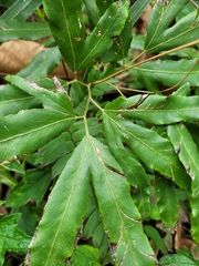 Lygodium volubile