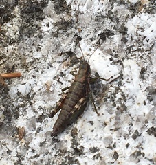 Booneacris glacialis