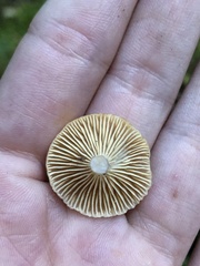 Clitocybe