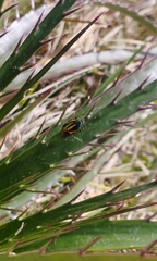 Alpaida quadrilorata