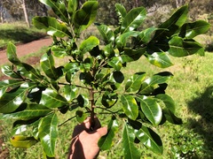 Dysoxylum fraserianum