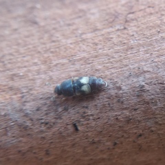 Carpophilus hemipterus