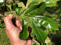 Dysoxylum fraserianum