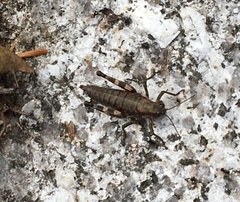 Booneacris glacialis