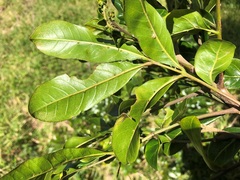 Dysoxylum fraserianum