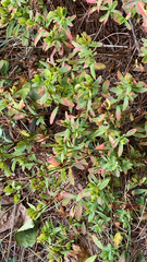 Hypericum hypericoides