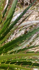 Alpaida quadrilorata