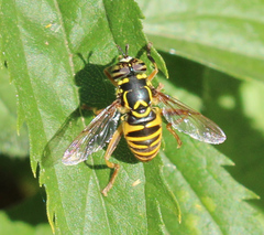 Spilomyia interrupta