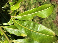 Dysoxylum fraserianum