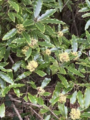 Pittosporum eugenioides