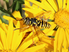 Spilomyia interrupta