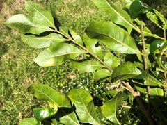 Dysoxylum fraserianum
