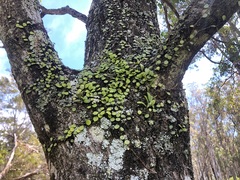 Dysoxylum fraserianum