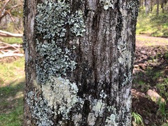 Dysoxylum fraserianum
