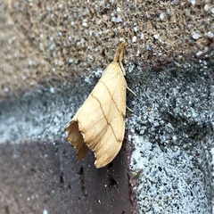 Drepana bilineata