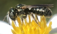 Ceratina strenua