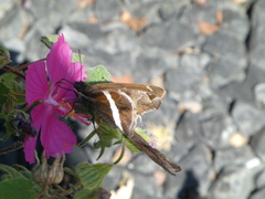 Chioides albofasciatus