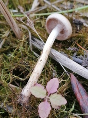 Cortinarius trivialis
