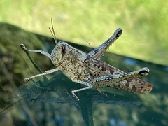 Schistocerca rubiginosa