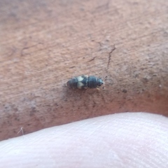 Carpophilus hemipterus