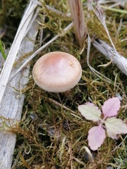 Cortinarius trivialis