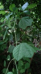 Passiflora filipes