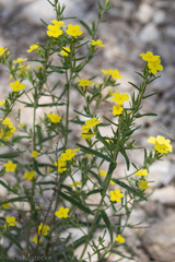 Lithospermum mirabile