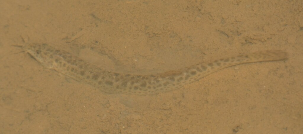 Oriental weatherfish (Misgurnus anguillicaudatus) — Cobitidae