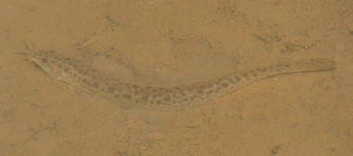 Oriental weatherfish (Misgurnus anguillicaudatus) — Cobitidae