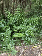 Asplenium oblongifolium