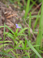 Polygala tenuifolia
