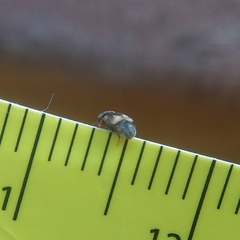 Carpophilus hemipterus