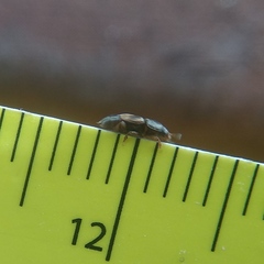 Carpophilus hemipterus