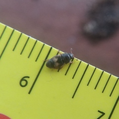 Carpophilus hemipterus